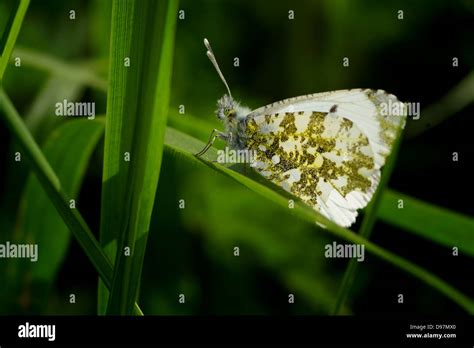 Female Orange Tip Butterfly Stock Photo - Alamy