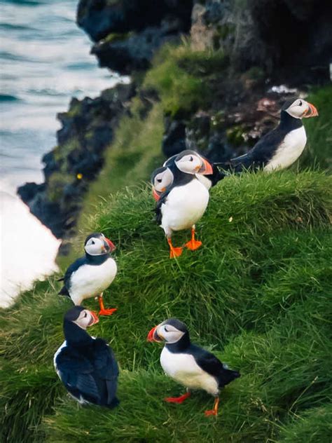 During puffling season, Icelanders save baby puffins by throwing them ...