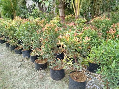 Ornamental Plants For Sale: Cebu Eugenia Plant