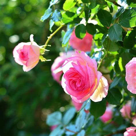 Estos son los cuidados básicos que necesita tu rosal en tu patio o ...