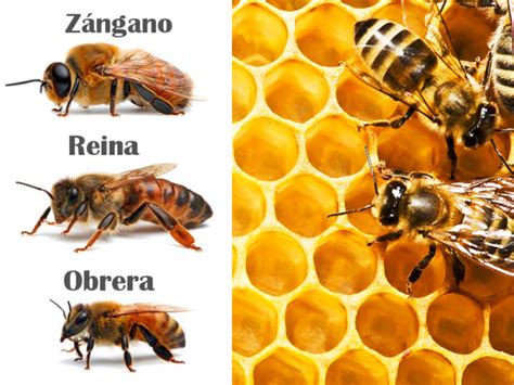 Datos interesantes acerca de: LAS ABEJAS | Periódico de Izcalli