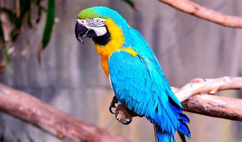 Blue And Gold Macaw Pet