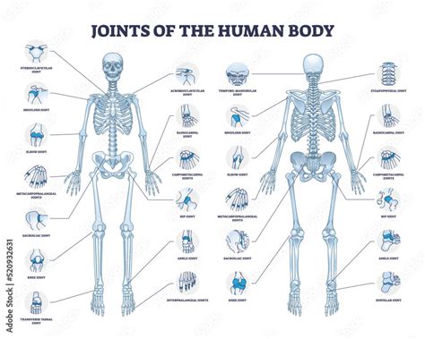 Labeled Joints Human Body