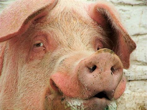 Best Pig Face Stock Photos, Pictures & Royalty-Free Images - iStock