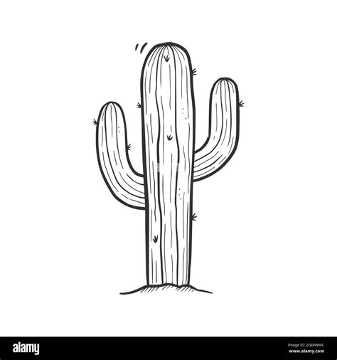 Hand drawn desert cactus element. Doodle sketch style. Drawing line ...