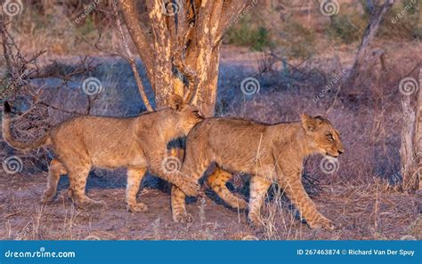 Lion Cubs Play on the Savannah Stock Photo - Image of siblings ...