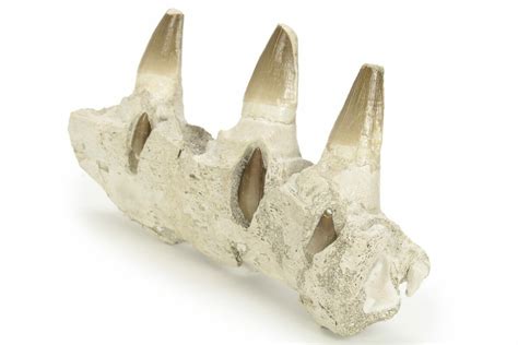 7" Mosasaur Jaw Section with Three Teeth - Morocco (#220667) For Sale ...