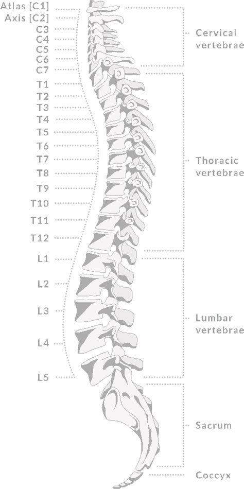 Spine anatomy