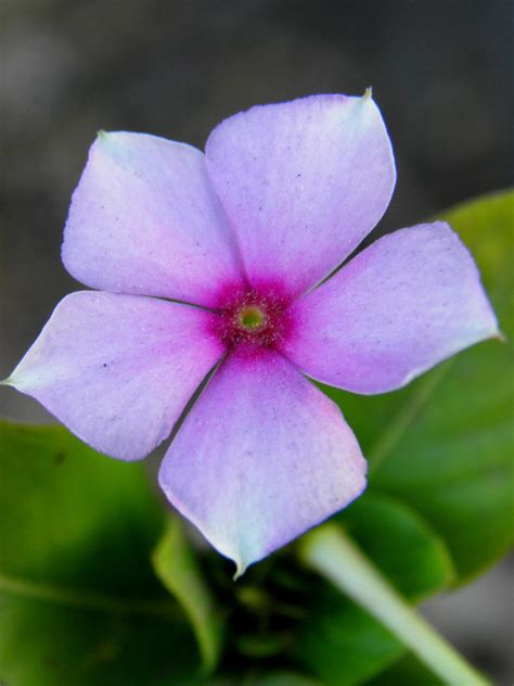 periwinkle flower by kumarvijay1708 on DeviantArt