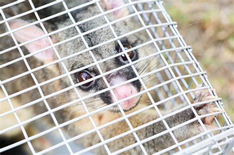 Possums Traps | Possum Removal Melbourne | Possum Catcher