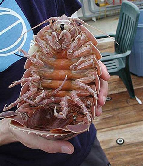 11 Jaw-Droppingly Weird Animals That Are Too Alien To Be Earthly