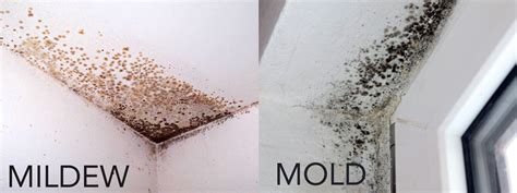 Mold VS Mildew. What’s The Difference? - HomeSmiles - Preventative Home ...