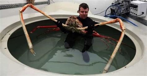 11 Creepy Facts About Japanese Spider Crabs