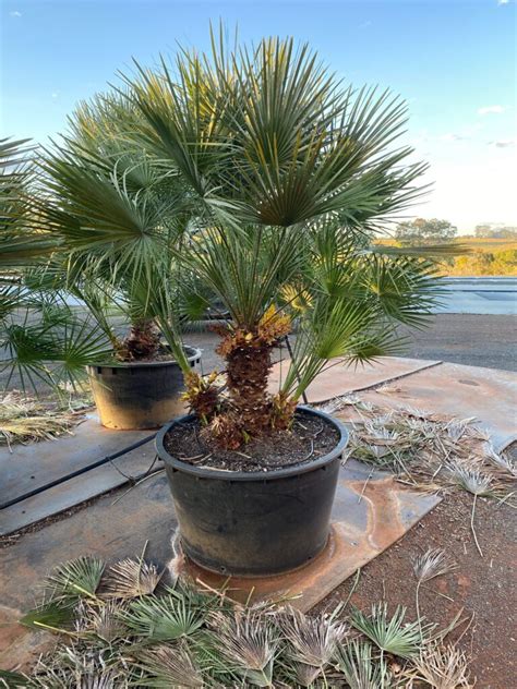 European Fan Palm - Bamboo South Coast