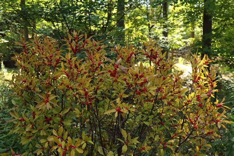 Understory Trees – Mostly Native Shade