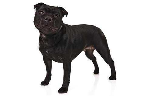 Staffordshire Bull Terrier Dog Breed Information