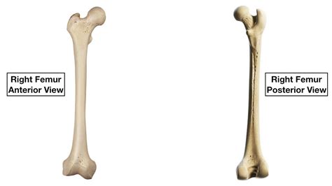 Femur Bone Anatomy: Labeled Diagram, Quiz, Color-Coded Parts, Skeletal ...