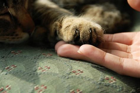 How to Trim Your Cat’s Claws | American Animal Hospital