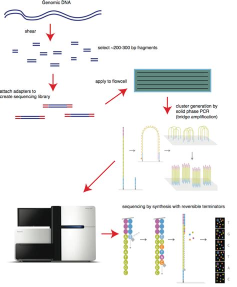 DNA Sequencing: How to Choose the Right Technology