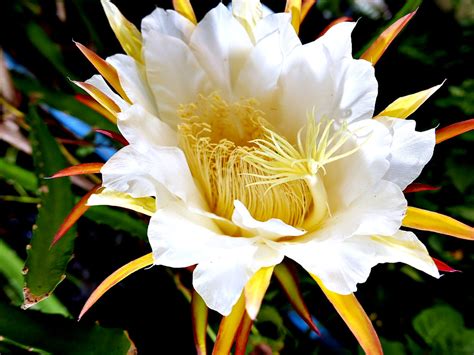 dragon fruit flower (day83) | during my early morning physic… | Flickr