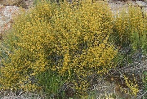 Ephedra viridis, Green Mormon Tea | Mormon tea, Desert landscaping, Plants