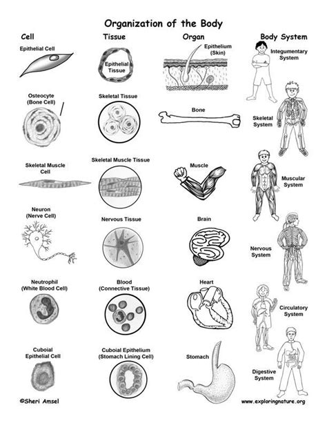 Levels Of Organization Worksheet – Ame.my.id