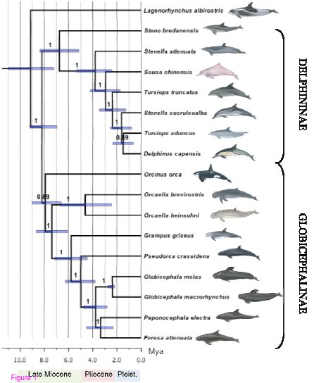 For what they were... we are: Dolphin mtDNA phylogeny