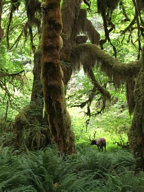 An Elk grazing in the Hoh Rain Forest in Olympic National Park, WA ...