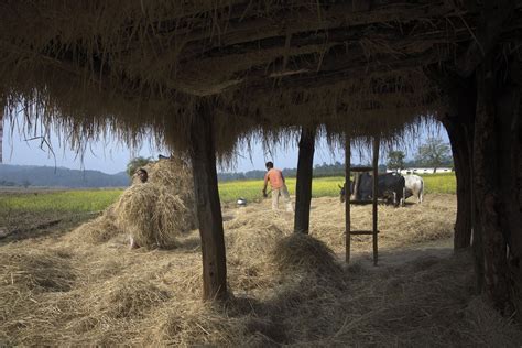 Baiga tribe, Madhya Pradesh | INTACH Intangible Cultural Heritage