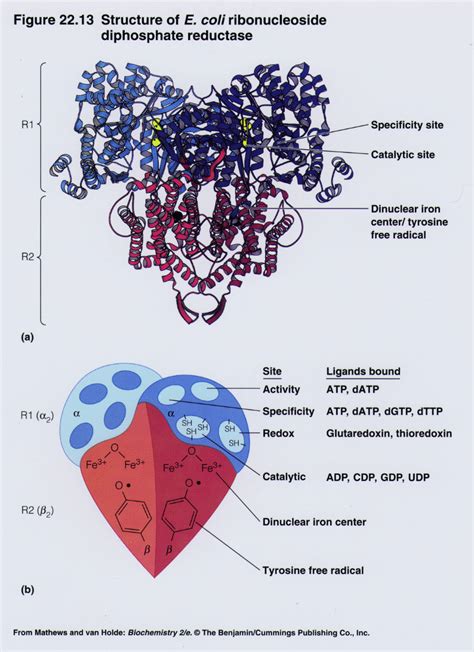 Ribonucleotide Reductase