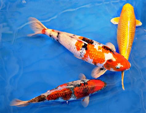 The koi Fish Legend "The Truth Is" - Windsor Fish Hatchery Online