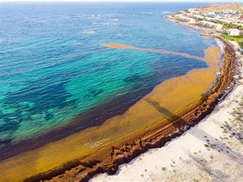 A Guide to the Sargasso Sea - American Oceans