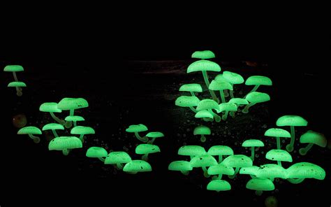 Mycena chlorophos | Steve Axford | Flickr