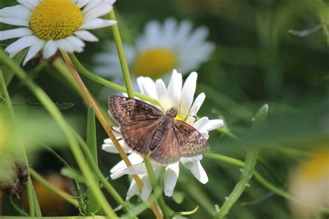 Christian Images In My Treasure Box: Brown Butterfly In My Garden ...