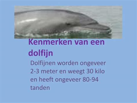 PPT - dolfijnen PowerPoint Presentation - ID:2703520