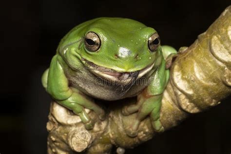 Australian Green Tree Frog stock image. Image of australian - 263217889