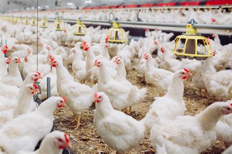 Ternak Ayam Potong Sukses Untuk Pemula - UNRANG