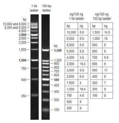 Ready-to-Use 100 bp DNA Ladder - Biotium