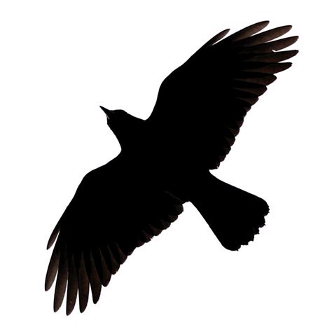 Free Flying Crow Png, Download Free Flying Crow Png png images, Free ...