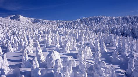 Winter landscape with snow covered trees at Mount Zaō, Yamagata ...