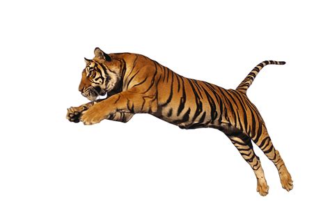 Tiger Sitting Sideview transparent PNG - StickPNG | Tiger images, Tiger ...