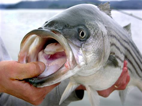 17 Best Striped Bass Lures for Trolling, Jigging and Casting