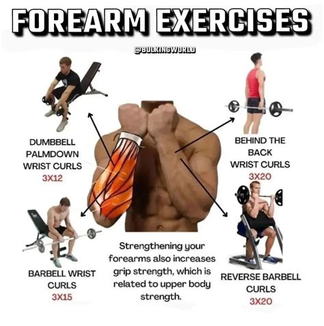 Forearm exercises | Forearm workout, Muscle groups to workout, Grip ...