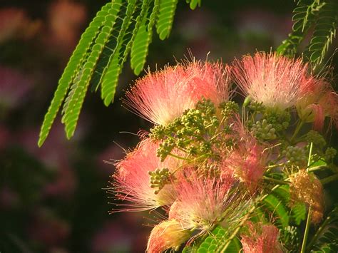 Mimosa Tree Bloom (My Mosa, not yours) | avaloncm | Flickr