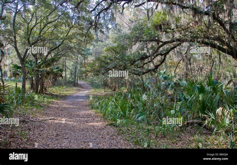 Hiking trail in Paynes Prairie Preserve State Park in Micanopy near ...