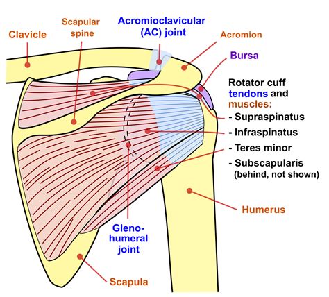 Shoulder Anatomy Diagram Rotator Cuff Anatomy Muscles Function And ...