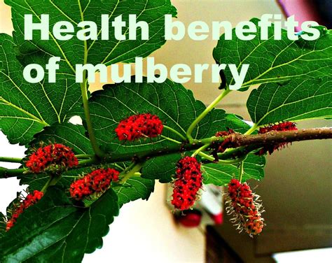 Benefits Of Mulberry Plant - Morus Alba Leaves And Mulberries For ...