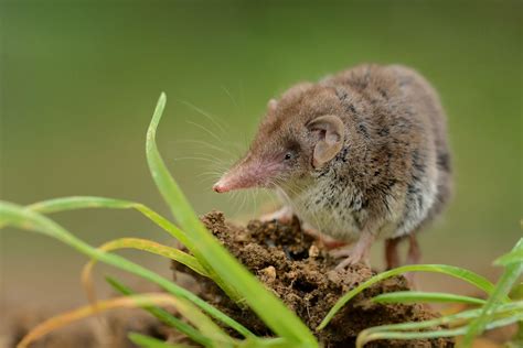 Il toporagno: caratteristiche, habitat e abitudini da conoscere | Deabyday