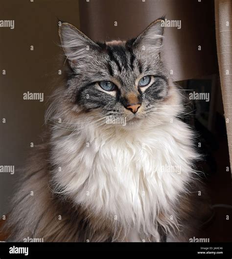 Portrait Of A Pedigree (seal lynx tabby) Ragdoll Cat Stock Photo - Alamy