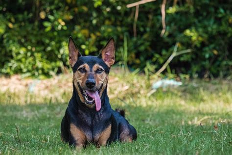 German Shepherd Doberman Mix Puppies - German Shepherd Puppies NC